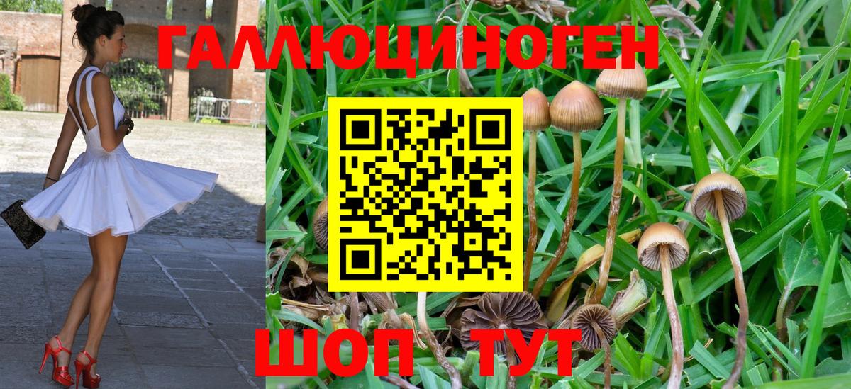 Галлюциногенные грибы Cubensis Родники